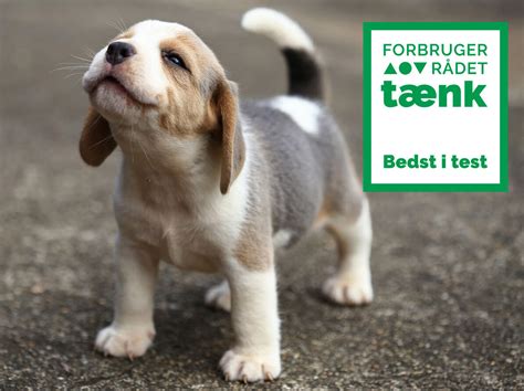 bedste hundesygeforsikring|De bedste hundeforsikringer i Danmark 2024